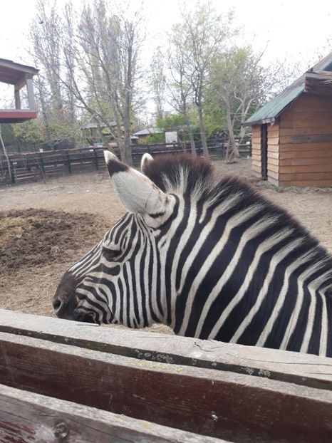  - 2019 - Excursie Constanta