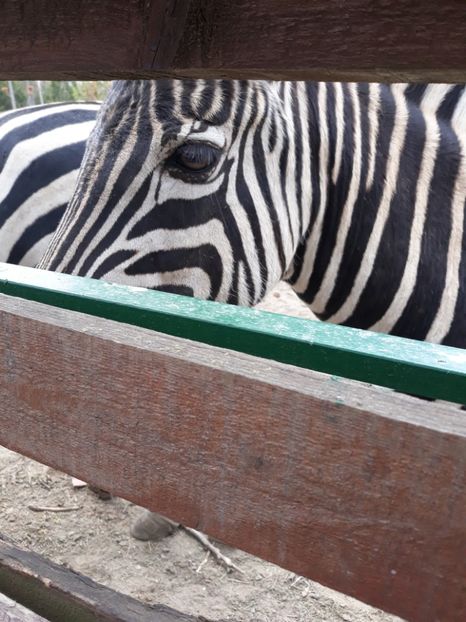  - 2019 - Excursie Constanta