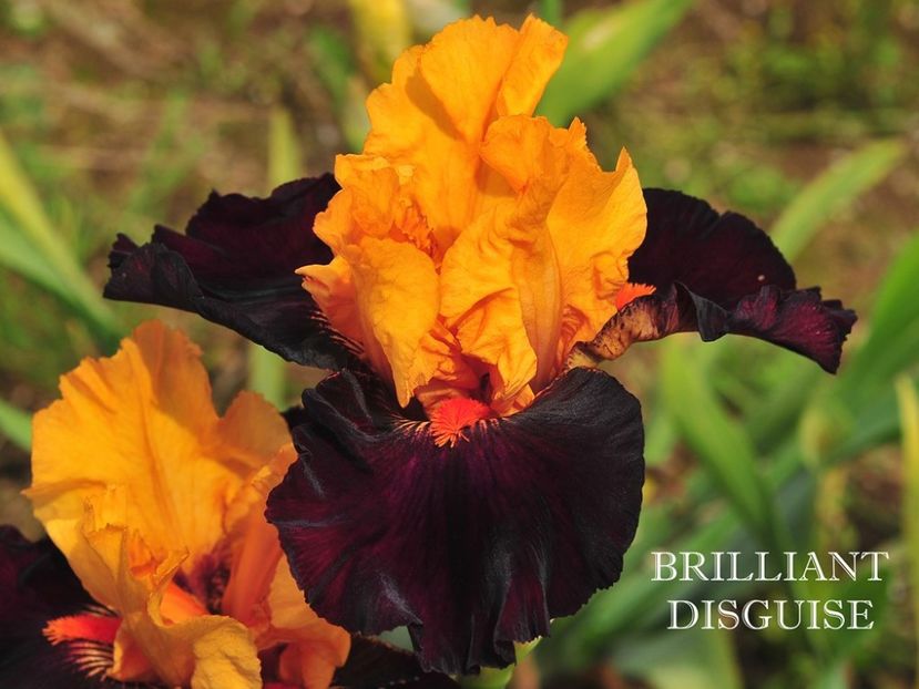 Brilliant Disguise - Irisi - noi achizitii 2016
