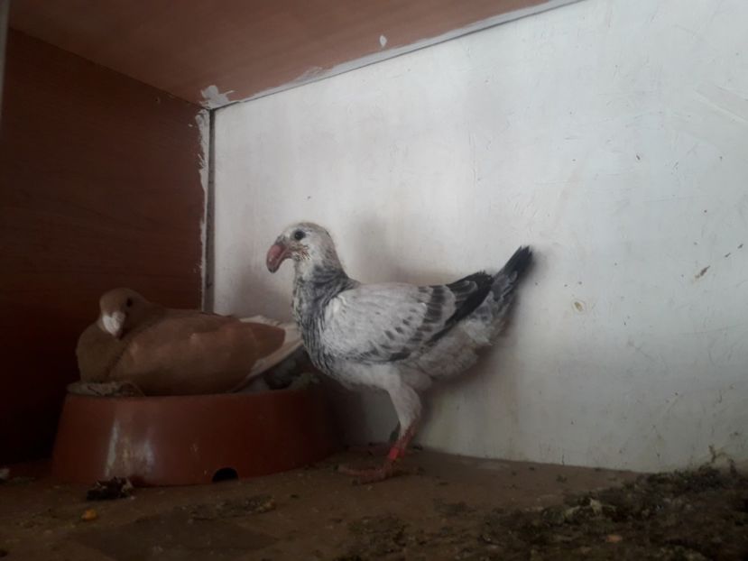  - Pui voiajori germani 2019