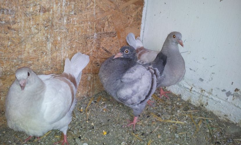  - 04 PUI TEXANI 2019