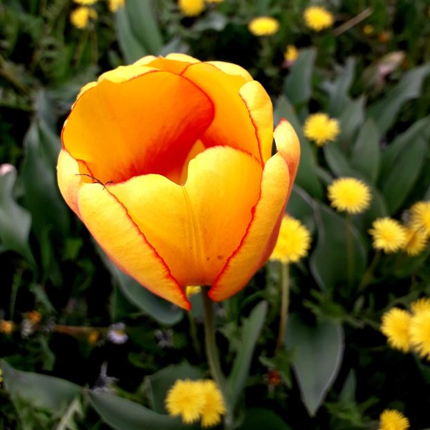  - AAAA_LALELE 2019_2020_2022_2023