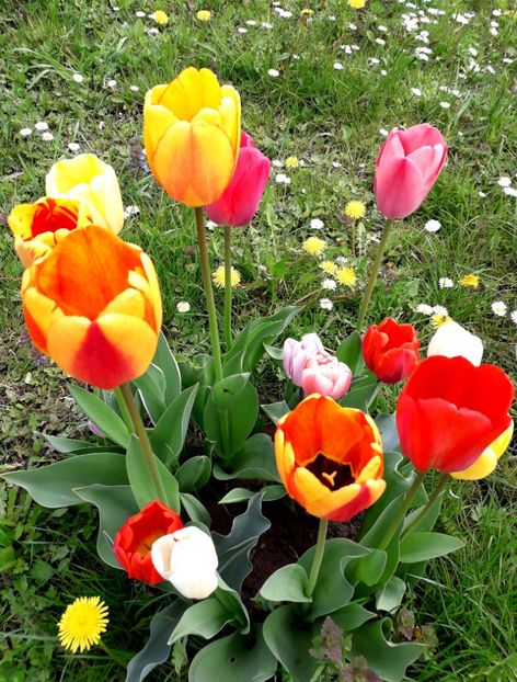  - AAAA_LALELE 2019_2020_2022_2023