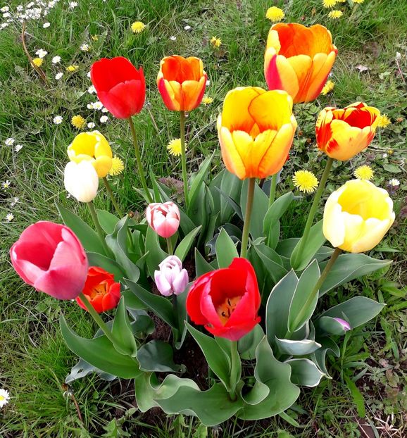  - AAAA_LALELE 2019_2020_2022_2023