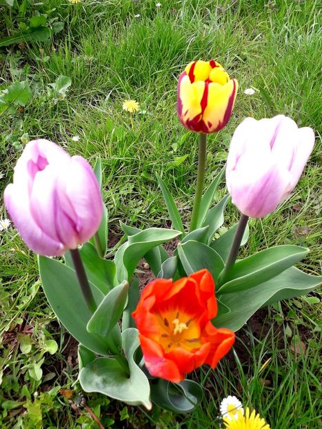  - AAAA_LALELE 2019_2020_2022_2023