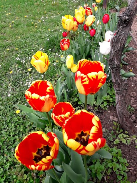  - AAAA_LALELE 2019_2020_2022_2023