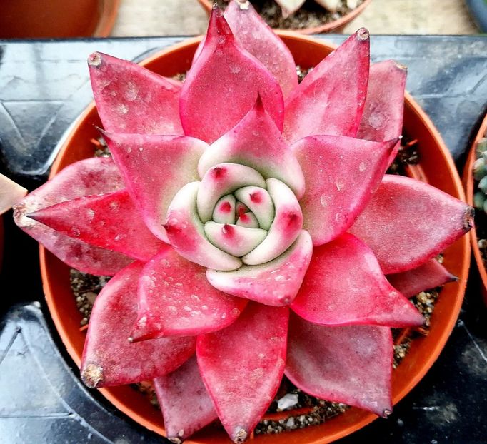  - Echeveria