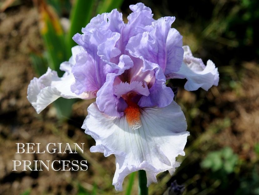 Belgian Princess - Irisi - Noi achizitii 2018