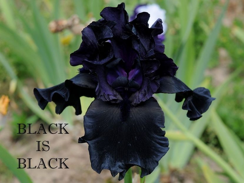 Black is Black - Irisi - Noi achizitii 2018