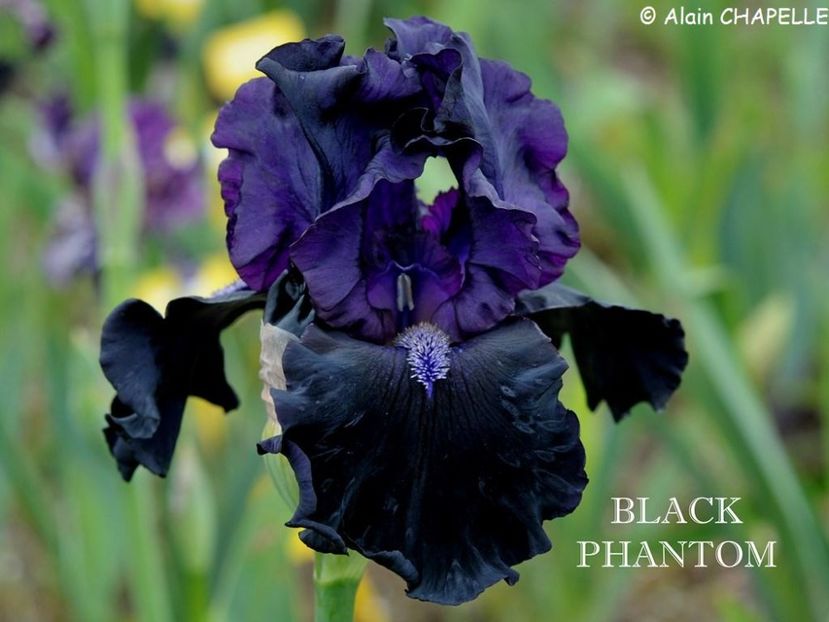 Black Phantom - Irisi - Noi achizitii 2018