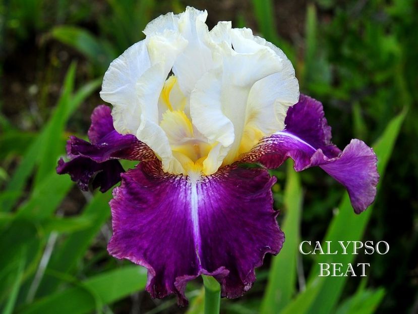 Calypso Beat - Irisi - Noi achizitii 2018