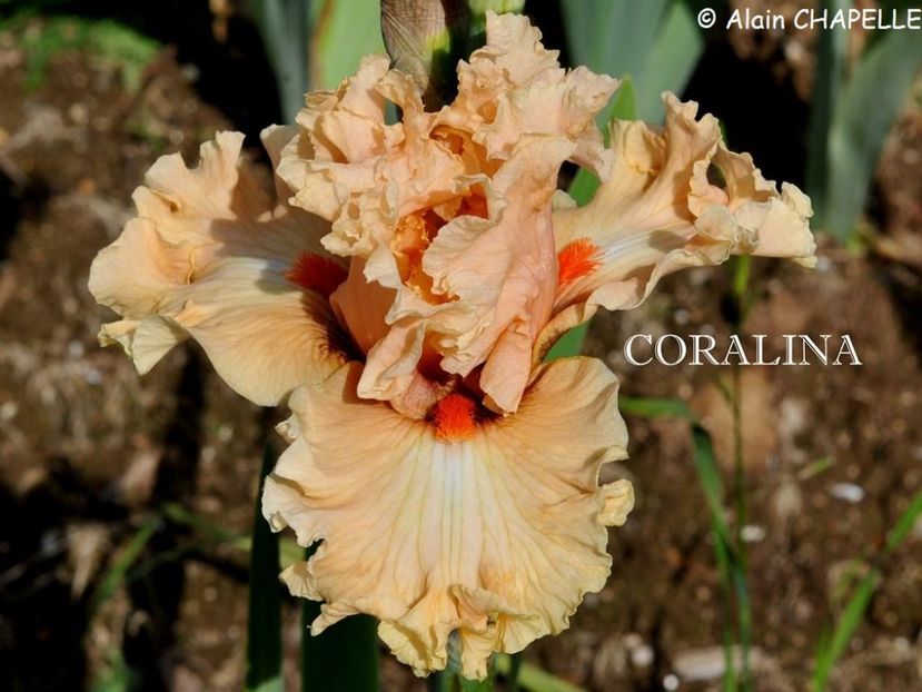 Coralina - Irisi - Noi achizitii 2018
