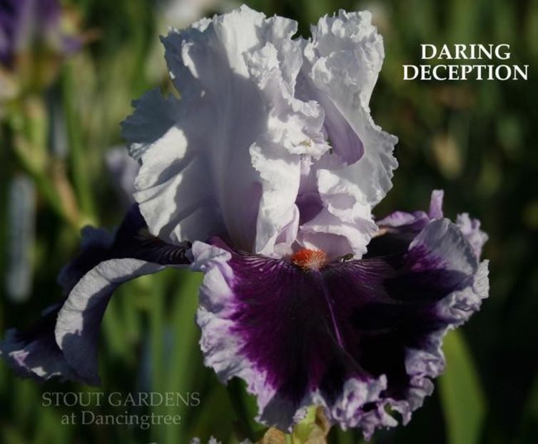 Daring deception - Irisi - Noi achizitii 2018