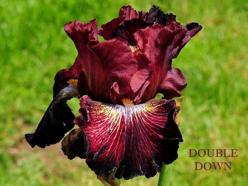 Double Down - Irisi - Noi achizitii 2018