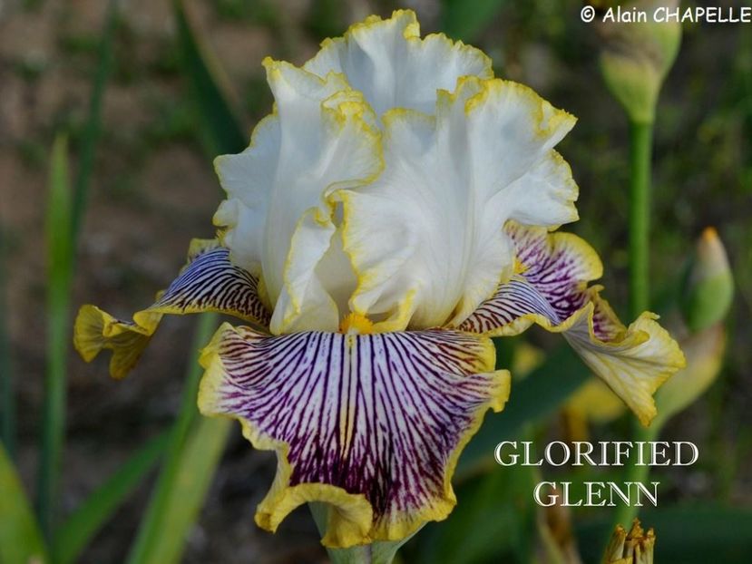 Gloriafied Glenn - Irisi - Noi achizitii 2018