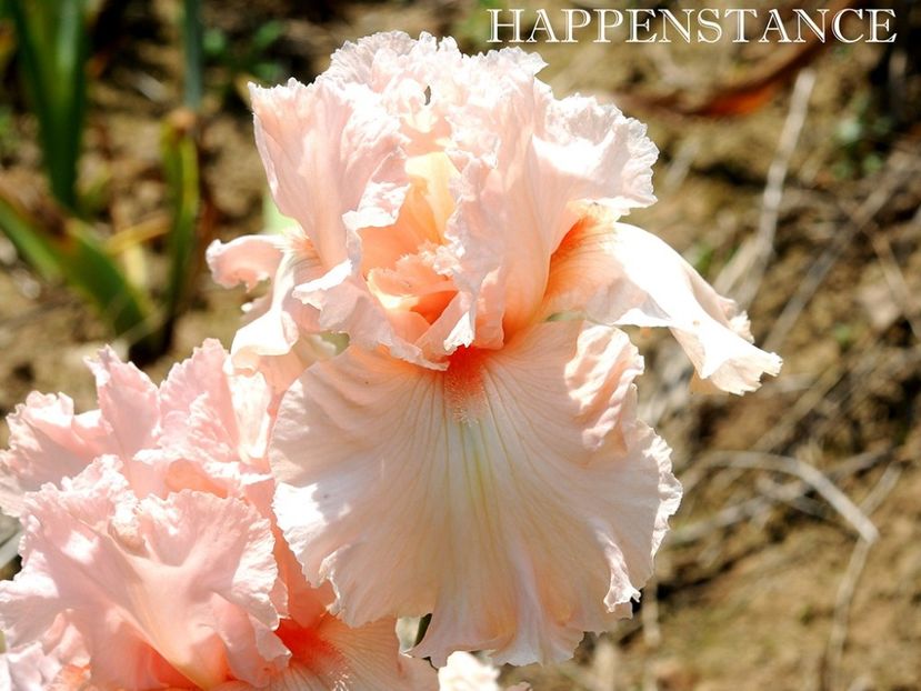 Happenstance - Irisi - Noi achizitii 2018