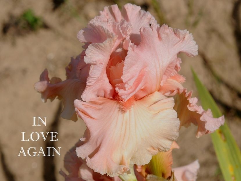 In Love Again - Irisi - Noi achizitii 2018