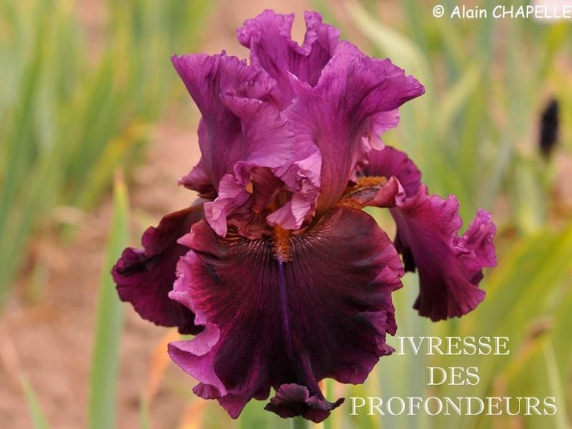 Ivresse des Profondeurs - Irisi - Noi achizitii 2018