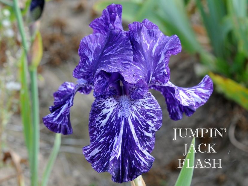 Jumpin' Jack Flash - Irisi - Noi achizitii 2018