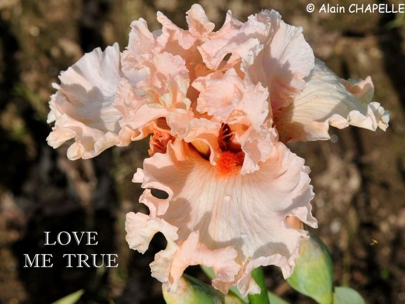 Love me True - Irisi - Noi achizitii 2018