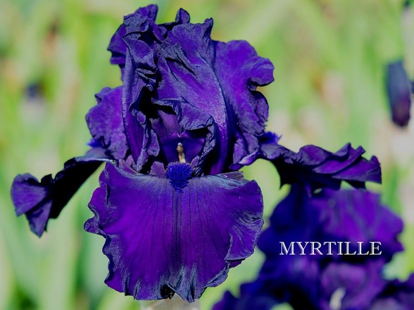 Myrtille - Irisi - Noi achizitii 2018