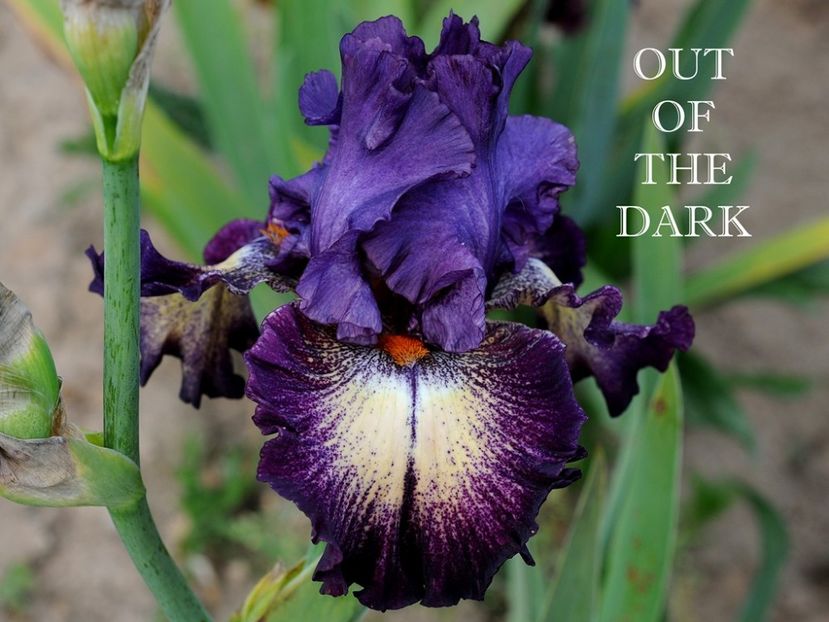 Out of the Dark - Irisi - Noi achizitii 2018
