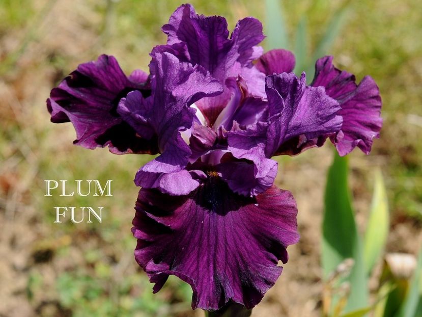 Plum Fun - Irisi - Noi achizitii 2018