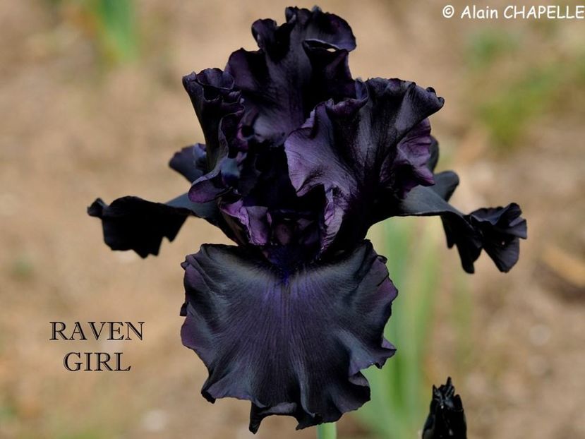 Raven Girl - Irisi - Noi achizitii 2018
