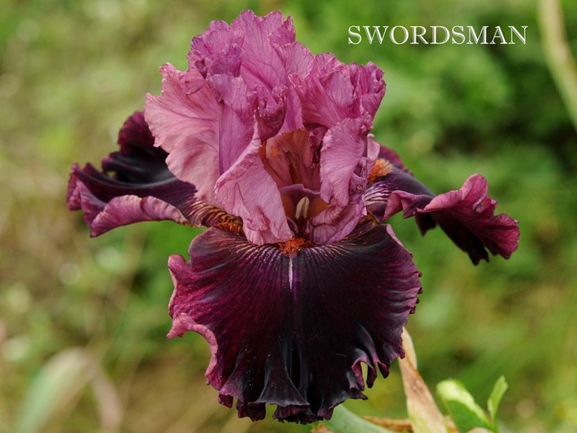 Swordsman - Irisi - Noi achizitii 2018