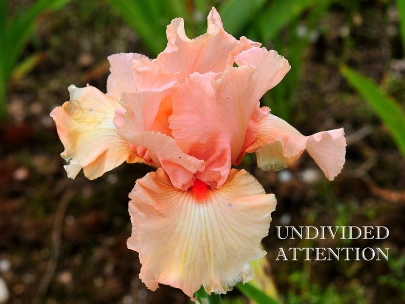 Undivided Attention - Irisi - Noi achizitii 2018