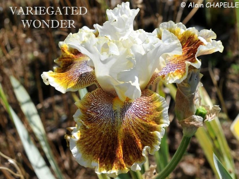 Variegated Wonder - Irisi - Noi achizitii 2018