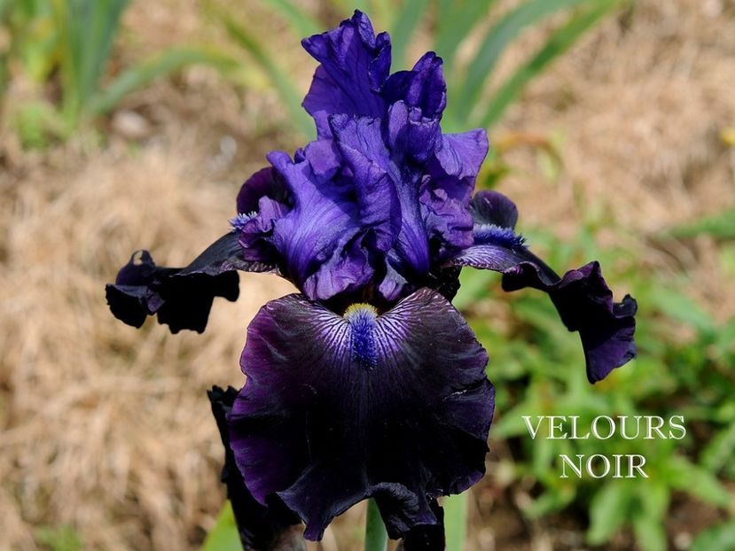 Velours Noir - Irisi - Noi achizitii 2018