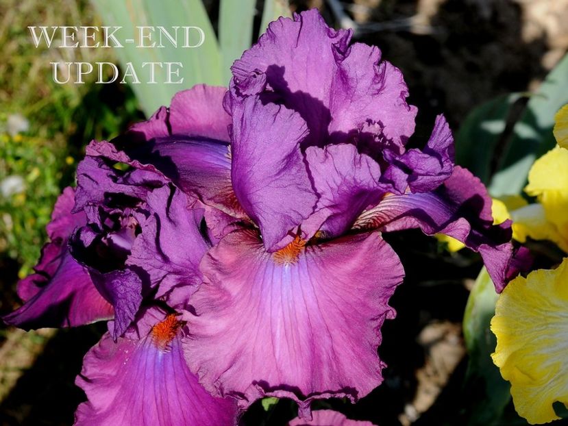 Week-End Update - Irisi - Noi achizitii 2018