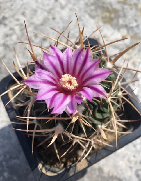  - Echinofossulocactus