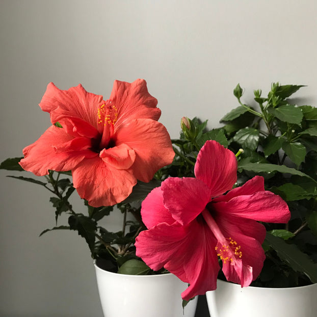  - Plante de interior 2019