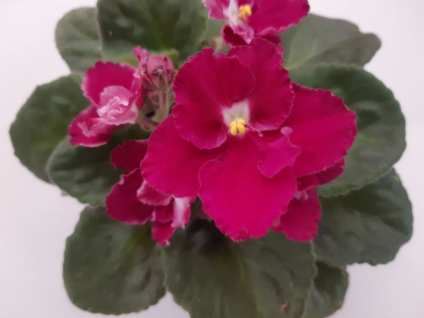 24.04.2019 - ZZZ MILLENNIA out of collection