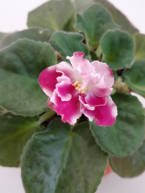 24 aprilie - Crimson Ice