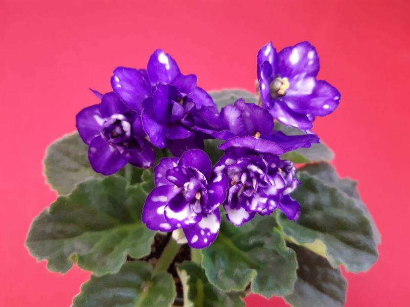 24.04.2019 - ZZZ Smoky Mountains-NOID out of collection