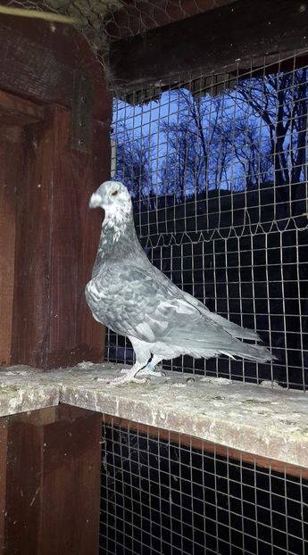 received_414205652713793 - Porumbei vanduti