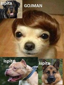  - Sezonul 5 insula iubirii - memes 1