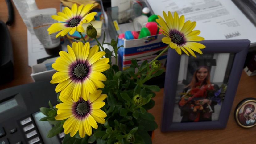 Soare la mine pe birou ❤ - Diverse flori