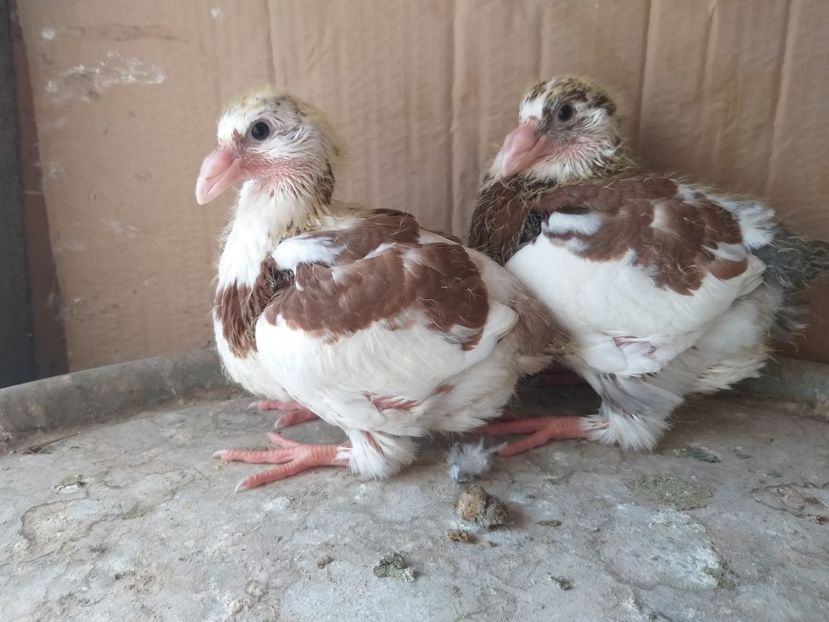 2   3 - Tineret 2019