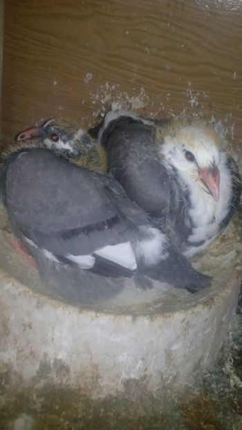 IMG-20190424-WA0011 - PUI 2019