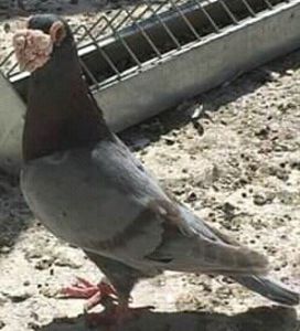 postar de ornament - VOIAJORI DE FRUMUSETE BAGDETI INDIENI GERMANII