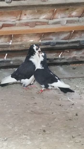  - -Matca 2019 jucatori de galati