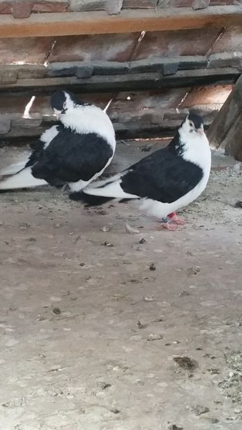  - -Matca 2019 jucatori de galati