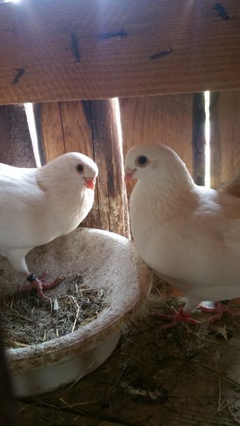  - -Matca 2019 jucatori de galati