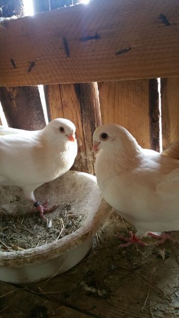  - -Matca 2019 jucatori de galati