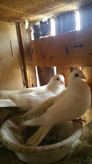  - -Matca 2019 jucatori de galati