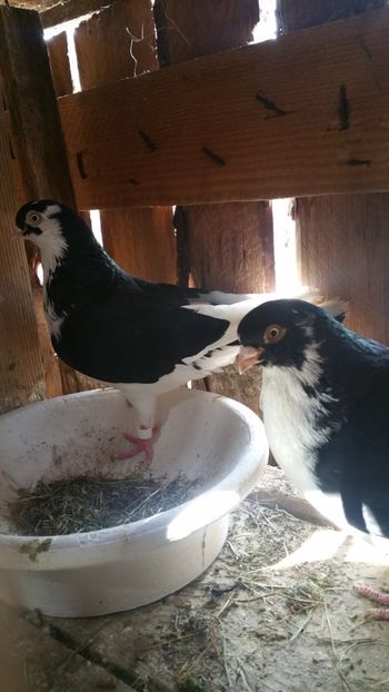  - -Matca 2019 jucatori de galati